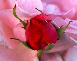 Botão em cama de rosas 