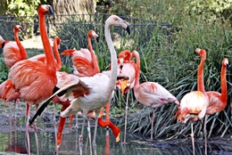 Flamingo______Ave Pernalta! 