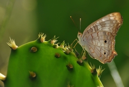 cactus butterfly 