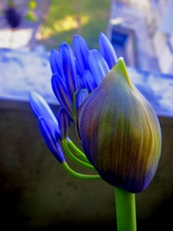 AGAPANTHUS 