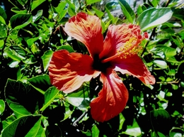 - HIBISCUS FLOR 