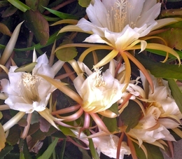 ECHINOPSIS APACGIANA 