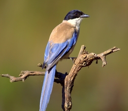 Pega  Azul  