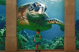 A tartaruga e o menino___ 