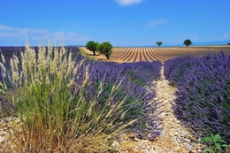 Champs de lavandes 