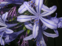 FLEURS D' AGAPANTHUS 