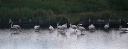 Lago dos Flamingos 