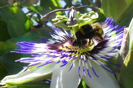 A FLOR DE MARAGUJÁ 