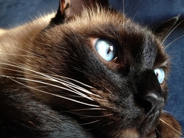 Galdalf, o gato de olho azul! 