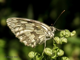 Melanargia lachesis 