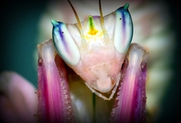 Orchid mantis 