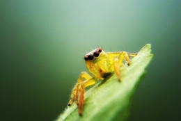 Yellow Spider 