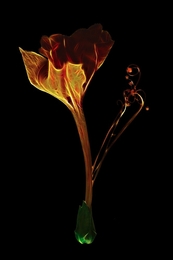 Fleur de feu 