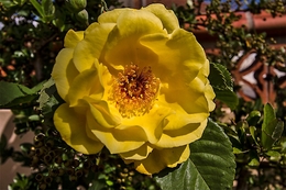 Flores do meu jardim - rosa amarela 