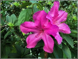 Rododendro (Azaleia) 