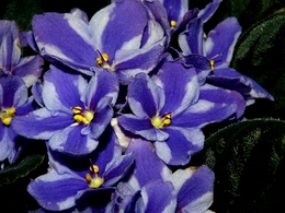 Violets 