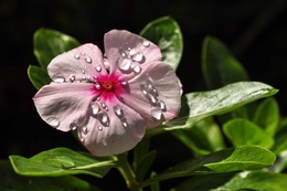 flor, depois da chuva 