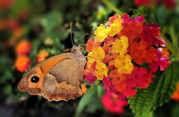 A flor e a borboleta 