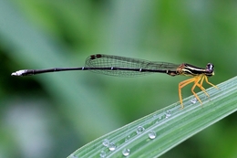 Fresh Dragonfly 