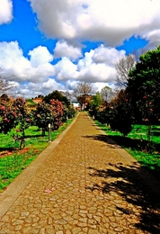 AVENIDA DAS CAMÉLIAS!!! 