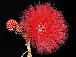 Caliandra (esponjinha) 