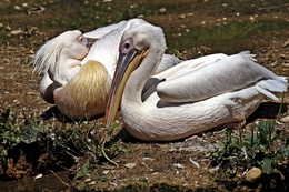 Pelicanos! 
