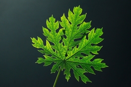 leaf  