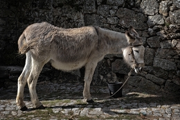 O burro e o balde 