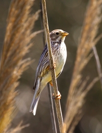 TRIGUEIRÃO 