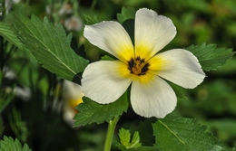 flor de catenga 