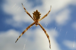 spider and sky 