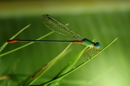 Light Dragonfly 