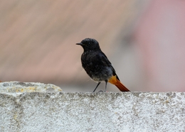 Rabirruivo-Preto (Phoenicurus ochruros) 