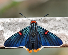 Phocides Polybios 