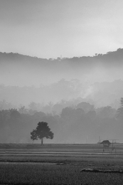 Pohon Kehidupan 