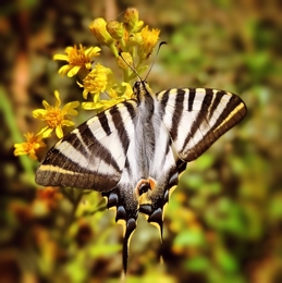 Borboleta Zebra 