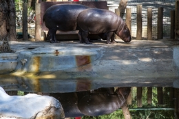 Hipopotamos  