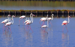 Baía dos Flamingos 