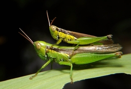 grasshopper family 