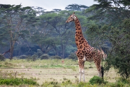 Girafa de Rothschild 
