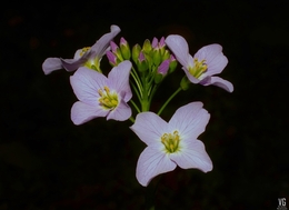 Micro-flores IV 