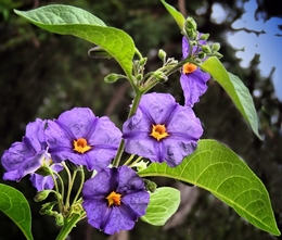 Pequenas flores selvagens 