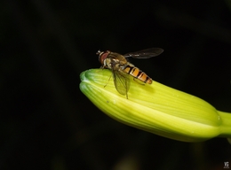 Episyrphus balteatus 