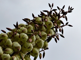 Maravilhas da natureza 