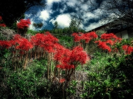 red spider lily 