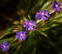 Pequenas flores silvestres 