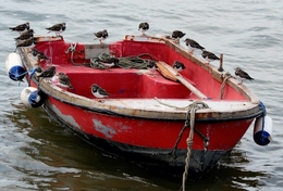 Barco de Abrigo (Rolas-do-Mar) 