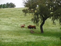 no Alentejo 