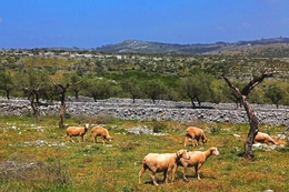 OVELHAS NA PREVENÇÃO FLORESTAL 