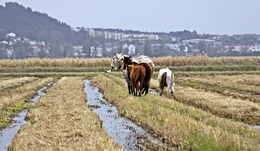 Cavalos ao Tempo! 